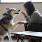 愛犬と一緒∪・ω・∪【直前割】直前のご予約で愛犬0円＆1名様2200円引き＜★スタンダード／部屋食＞ | ゆとりろ洞爺湖