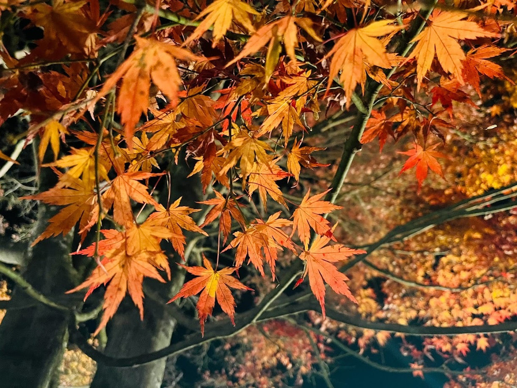 紅葉の時期に合わせ、河口湖北岸で開催される「富士河口湖紅葉まつり」。メイン会場となる「もみじ回廊」周辺には飲食の出店やステージなどが設置され、賑やかなムードに / 2