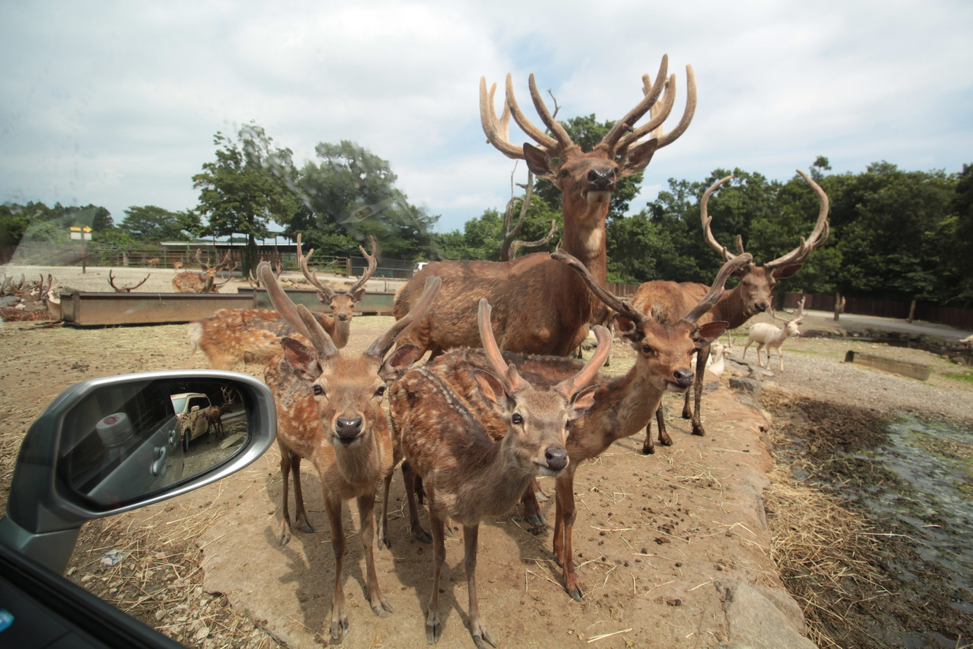 おすすめ観光地♪野生動物を間近で見られる「那須サファリパーク」3521610