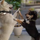 GUEST HOUSE MATSU（大阪府 ゲストハウス・ホステル・ドミトリー） / 2