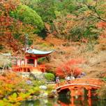 花見の発祥地？！豊臣秀吉が自らプロデュースした「醍醐寺」で桜と国宝に触れる旅