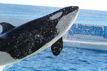 Kamogawa Sea World, Killer Whale, Shachi