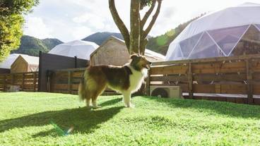 ペット用設備・サービス / 2