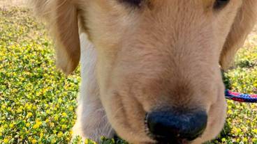 ペット同伴可 / 1