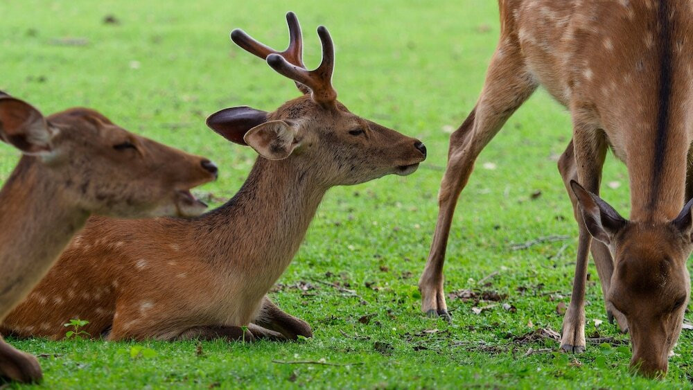 子供用の遊び場 - 屋外