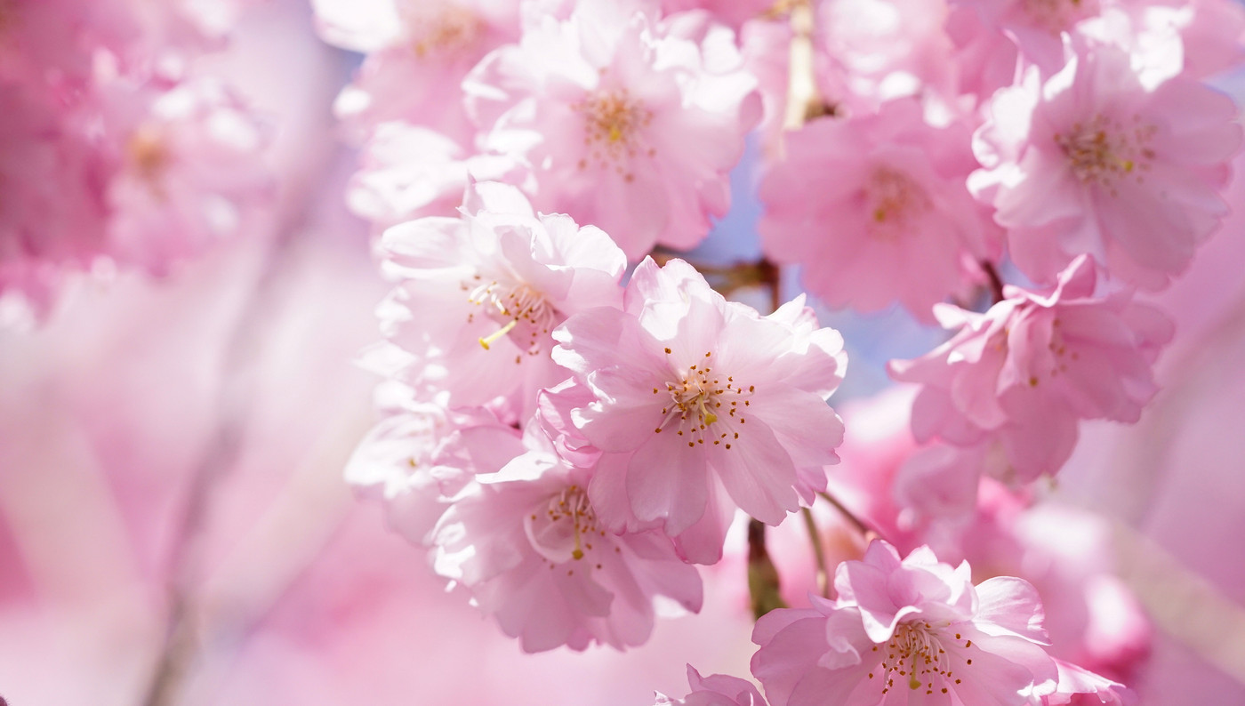 枝垂れ桜