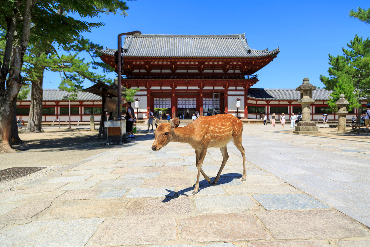 奈良県・東大寺の中門と鹿