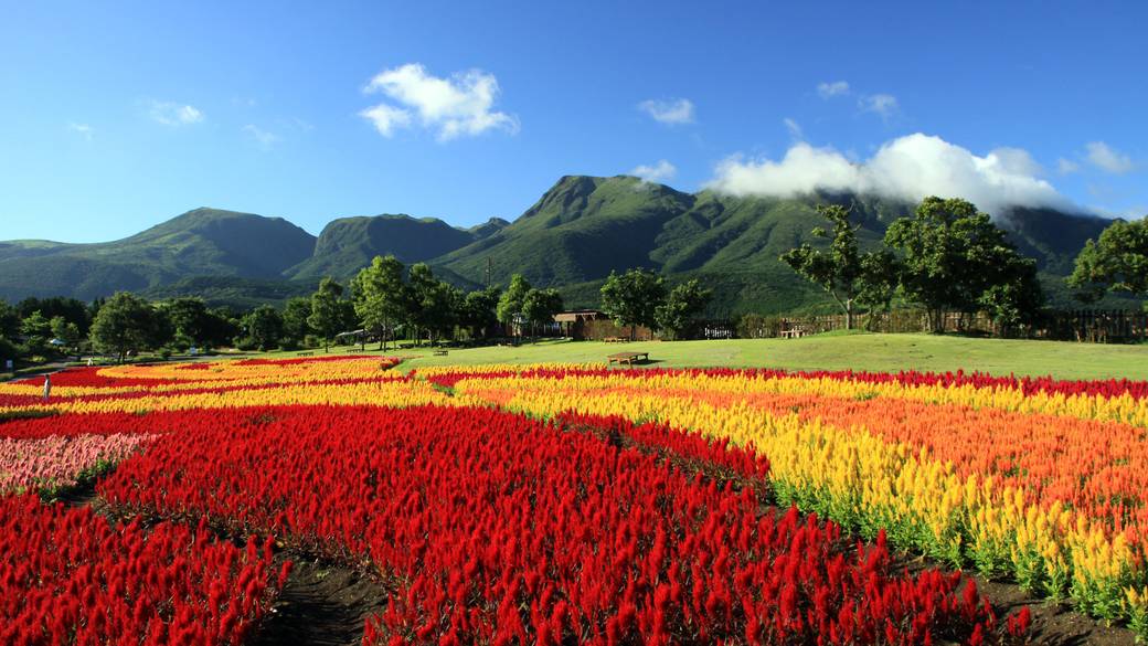 くじゅう花公園(1) / 2