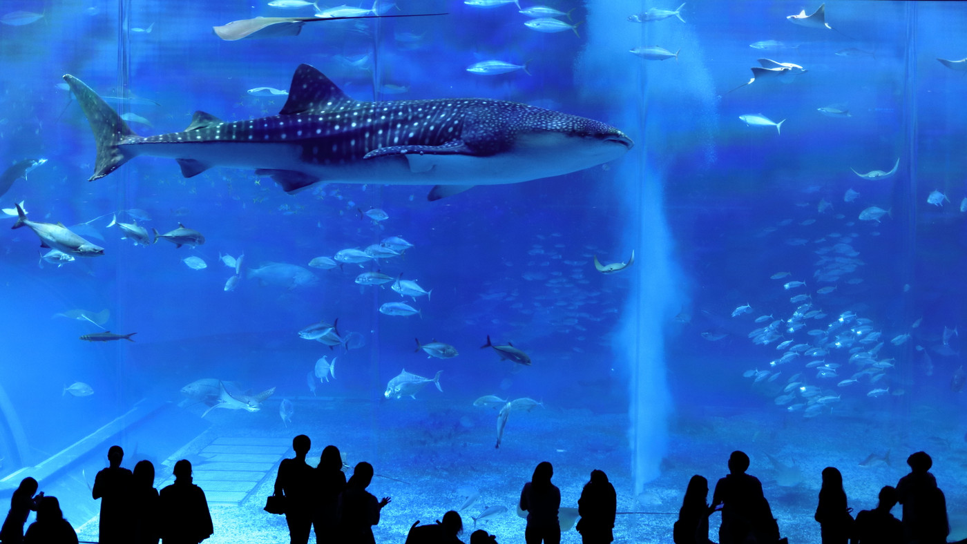 1.巨大スケールの水槽がある「沖縄美ら海水族館」16496