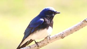 上高地の野鳥 / 2