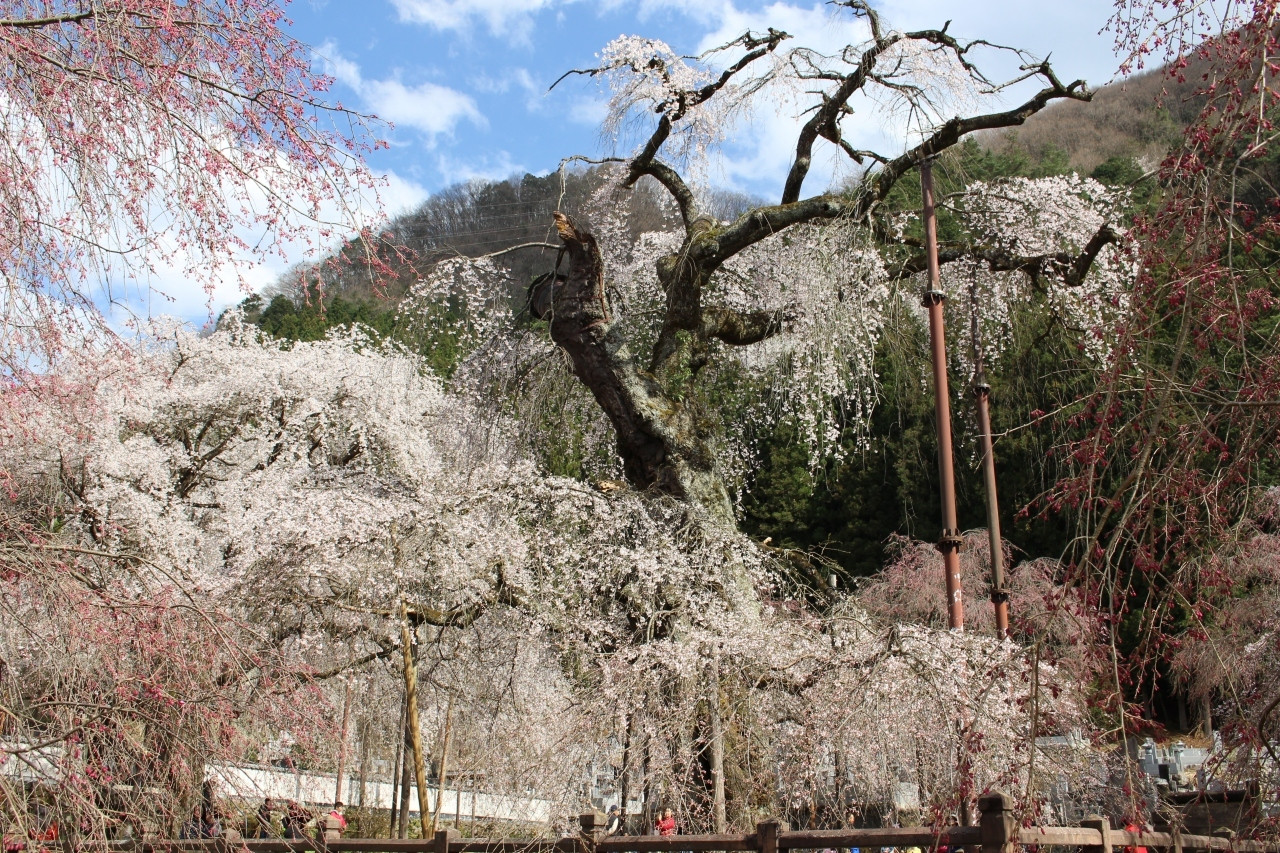 枝垂れ桜に桜のトンネルと、秩父の春を楽しもう！1556454