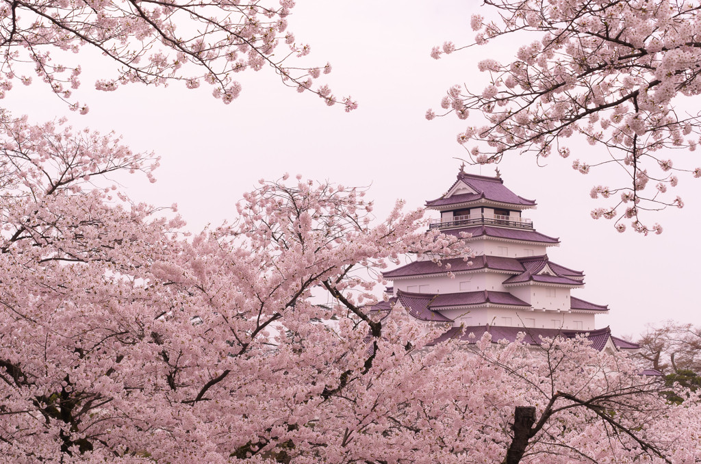 ここだけは外せない！福島県の桜スポットをご紹介1053779