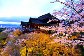 The ever-popular "Kiyomizu-dera" temple that you can enjoy again and again3416132