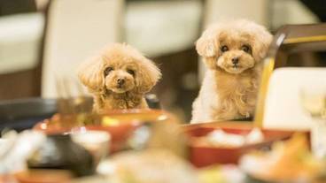 ペット用設備・サービス / 2