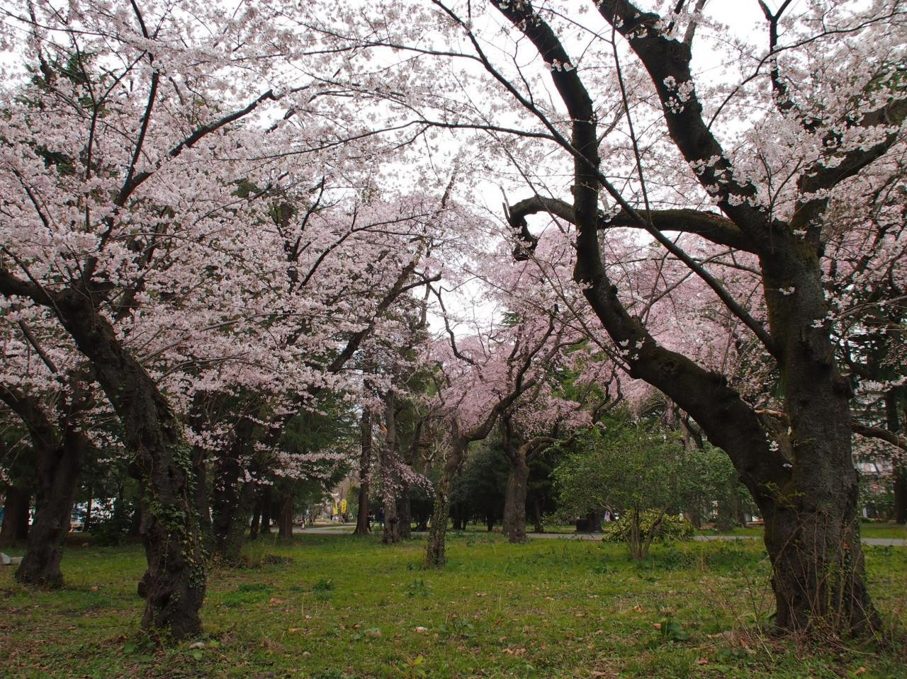 6.西公園1559242
