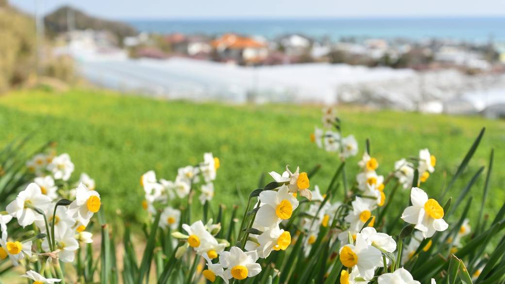 季節の花に癒される
房総フラワーライン / 1