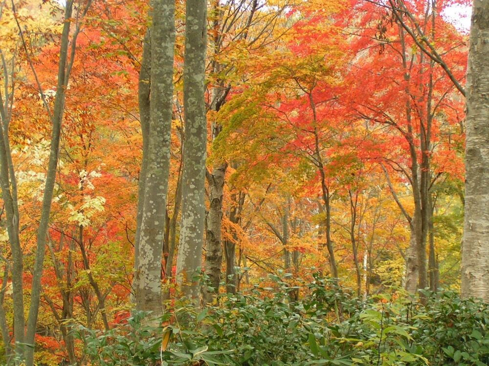 マウンテン ビュー
