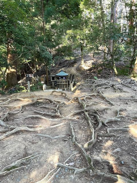 木の根が地表に広がる「木の根道」。この辺り一帯の砂岩がマグマによって硬化したため、根が地下に伸びることができず地表に伸びたそう。源義経が牛若丸時代にここで修行をしていたのだとか / 4