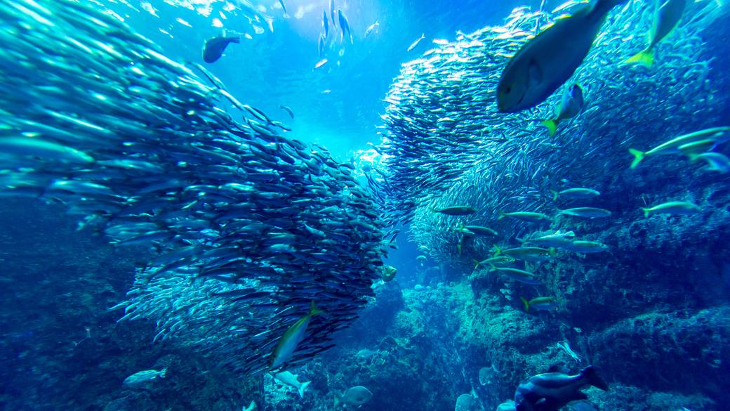 新江ノ島水族館 / 2