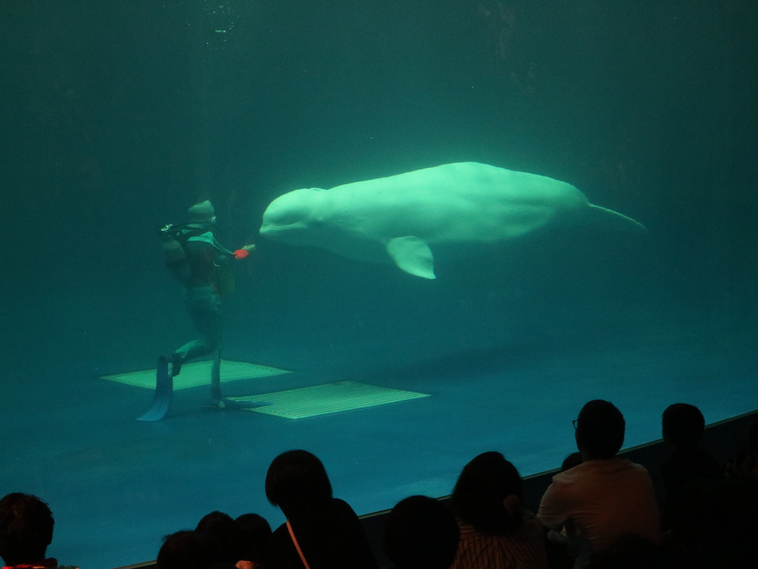 海洋館アクアスのシロイルカ