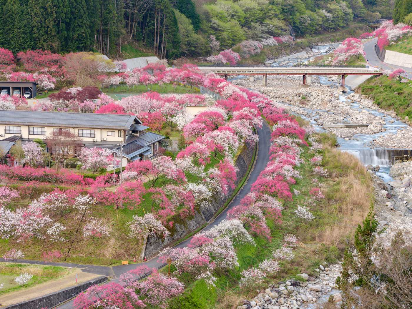 長野阿智村_花桃の郷の絶景