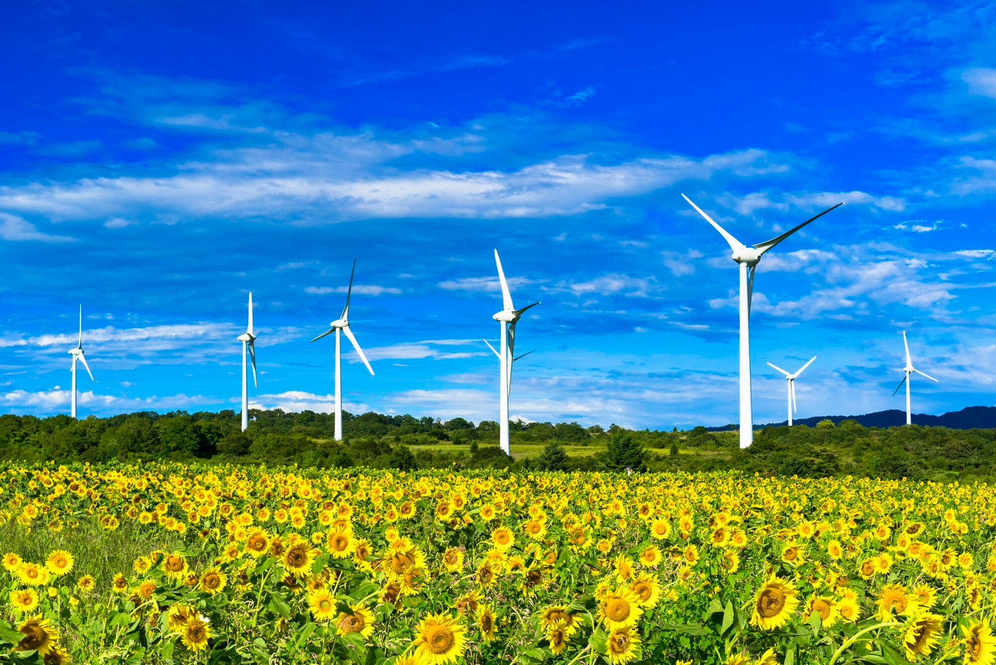 青空と布引高原のひまわり 福島県郡山市