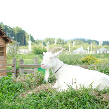 ミニヤギのいるパドックや自然菜園がある田園リゾートホテル3524179