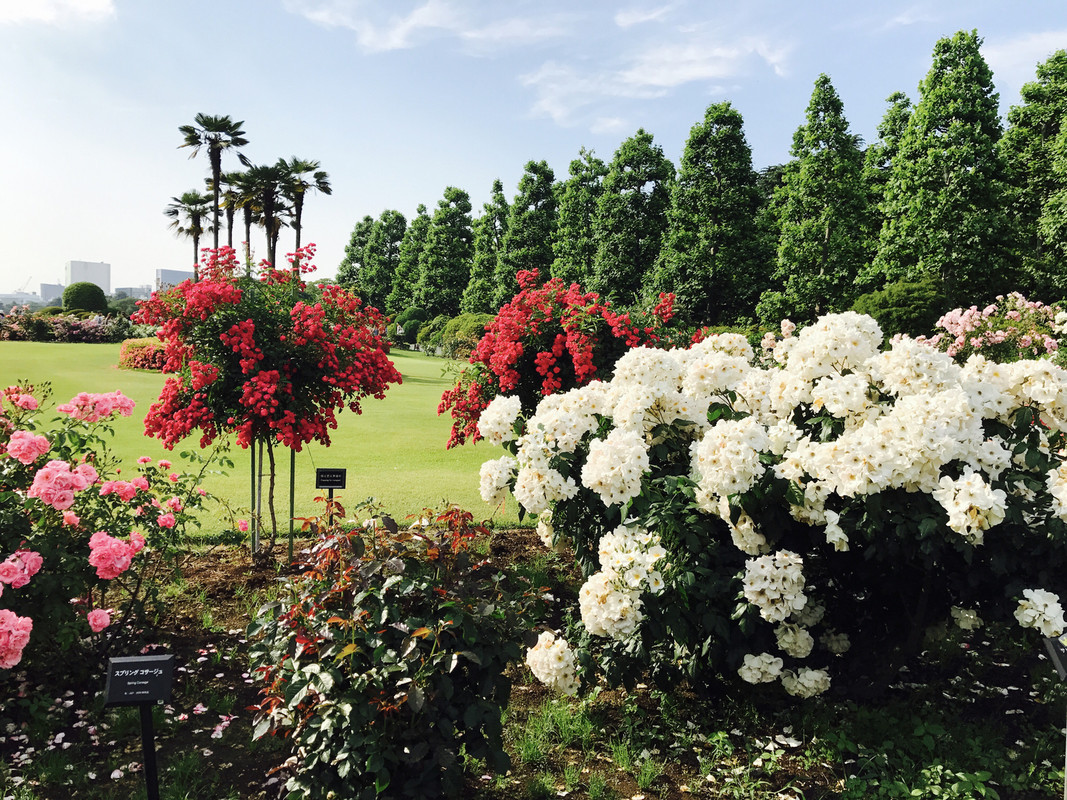 新宿御苑・バラ