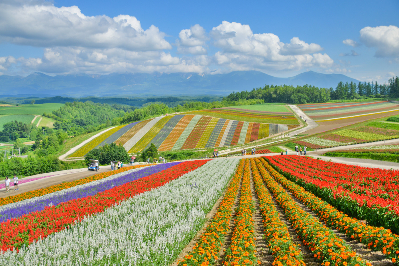 夏のカラフル花畑