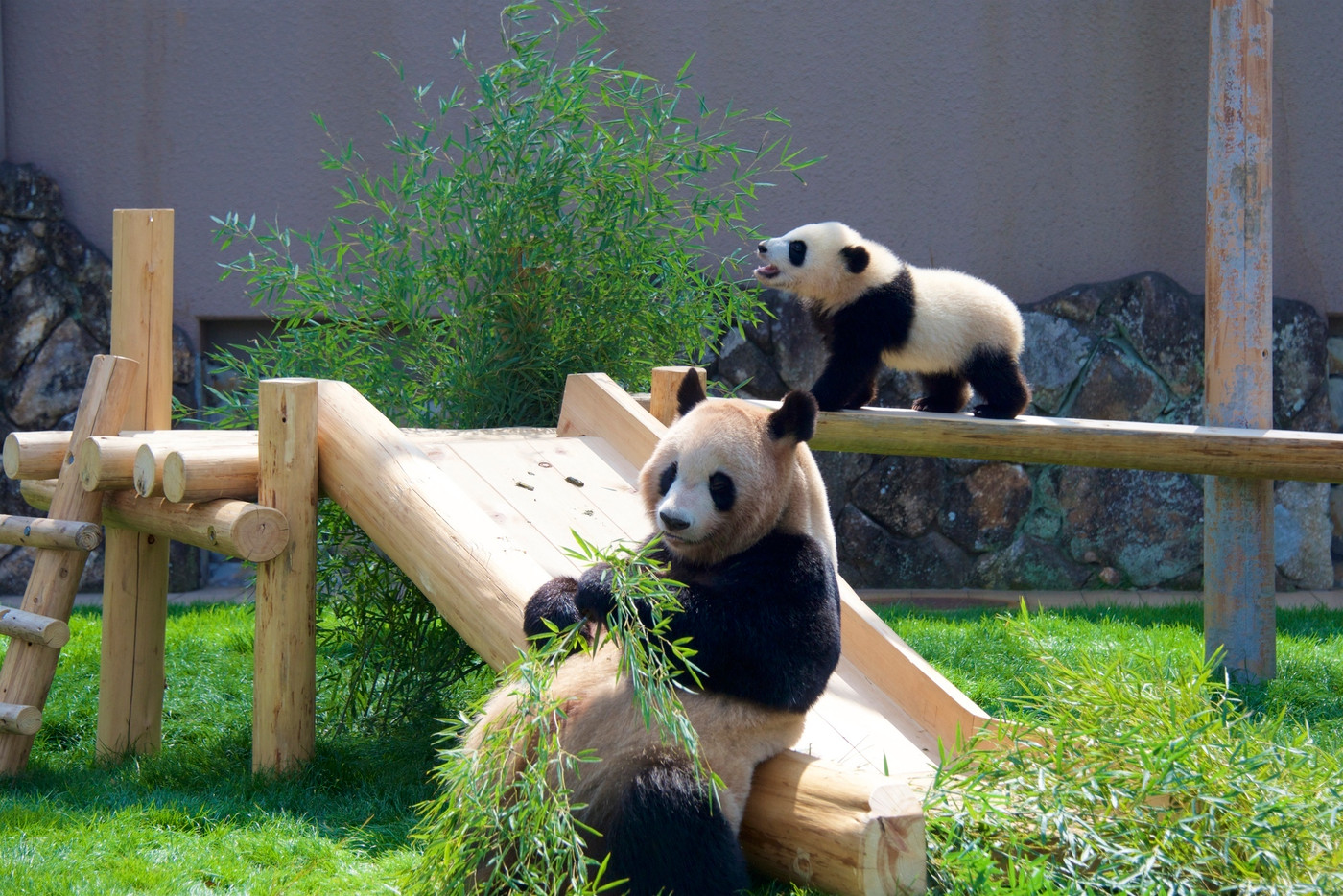 和歌山県南紀白浜のアドベンチャーワールドのジャイアントパンダの親子（良浜と彩浜）