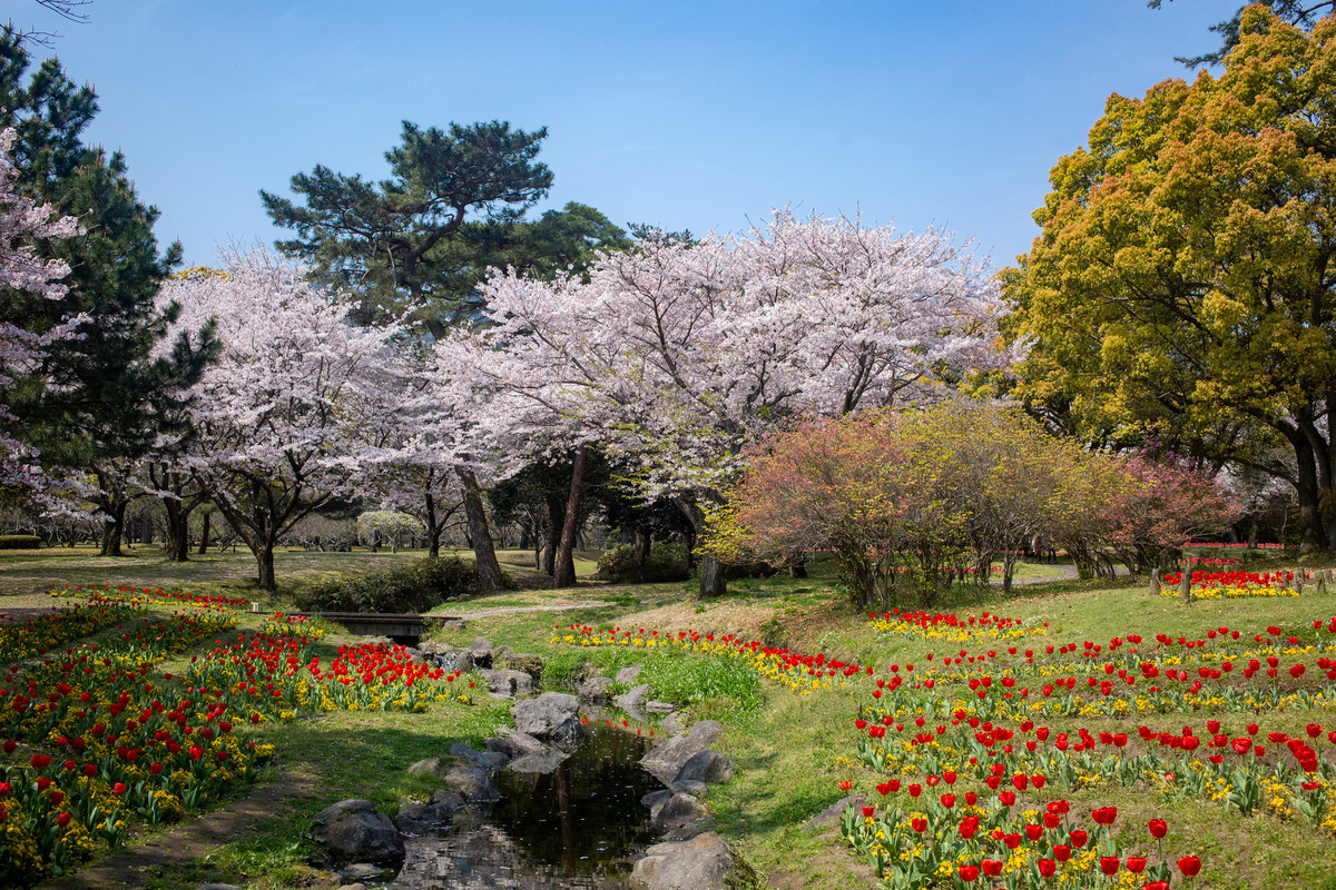 別府公園 植物