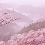 「日本一の桜」と称される吉野山にお花見へ。宿泊におすすめの旅館6選／奈良