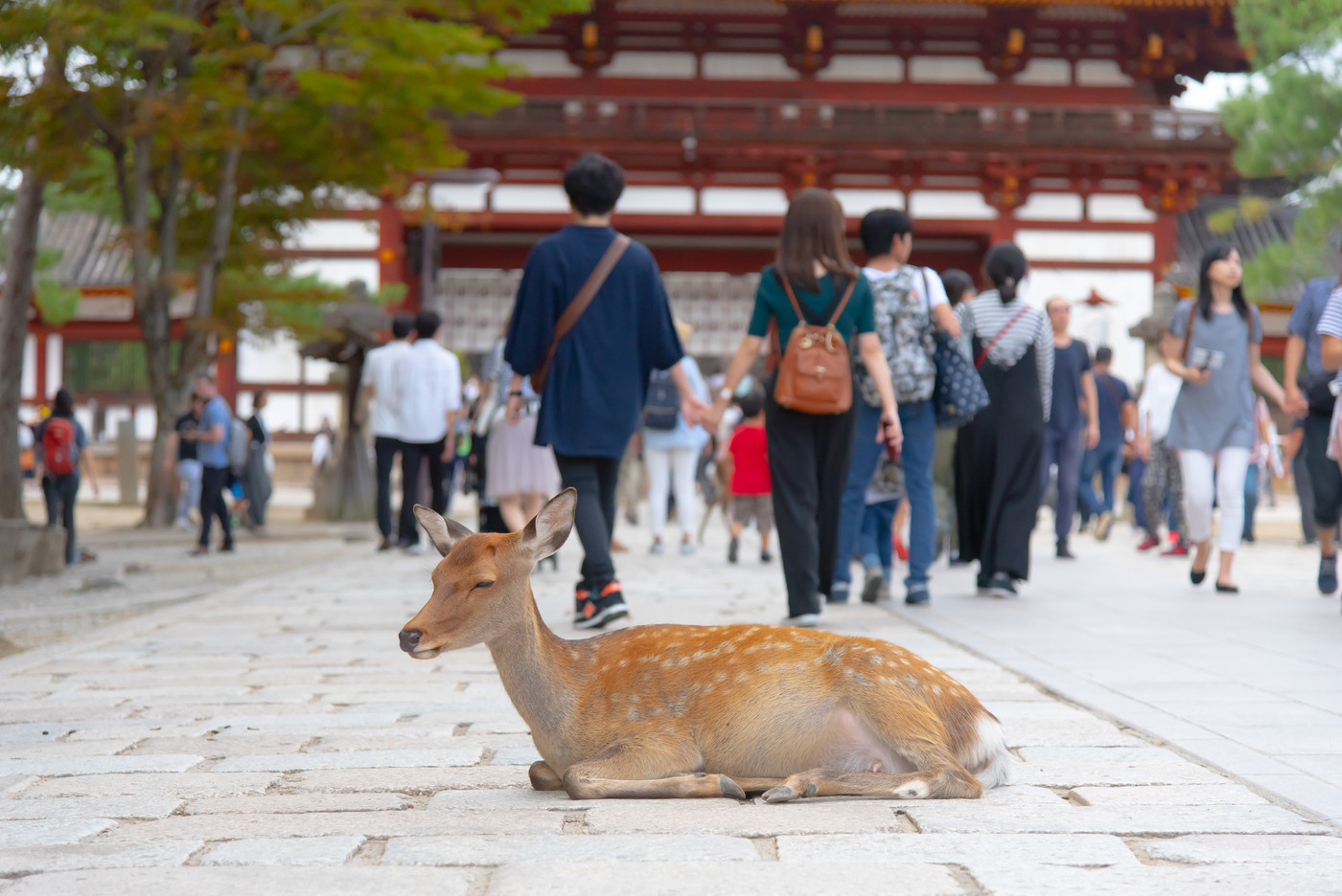 奈良公園の鹿と観光客