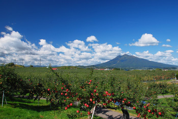 Apple field in Aomori