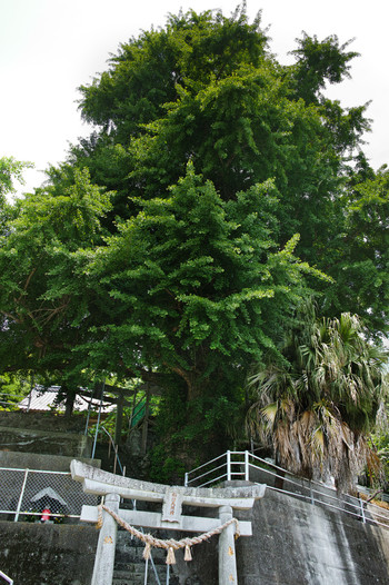 湯島 諏訪神社のイチョウ