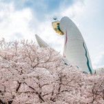 太陽の塔だけじゃない!大阪「万博記念公園」で満喫する桜