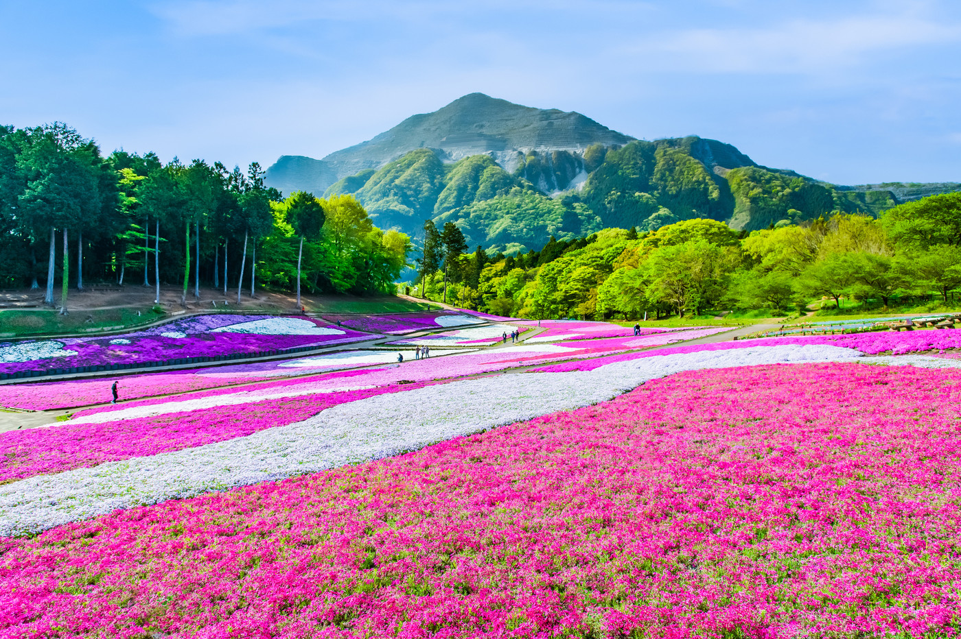 季節の花が咲き誇る「羊山公園」2224453