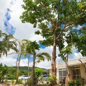 燦鐘苑 マーペーの宿（石垣島）（沖縄県 ゲストハウス・ホステル・ドミトリー） / 3