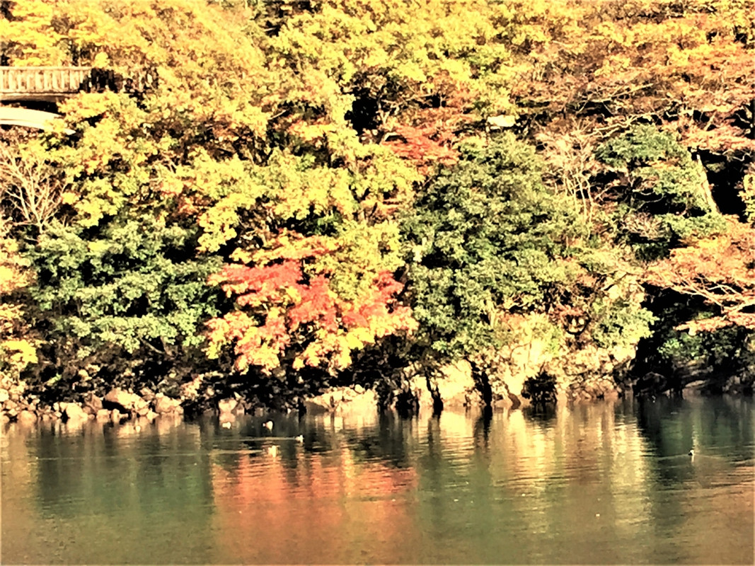 庄川峡遊覧船から見た水面の紅葉が輝いていました。