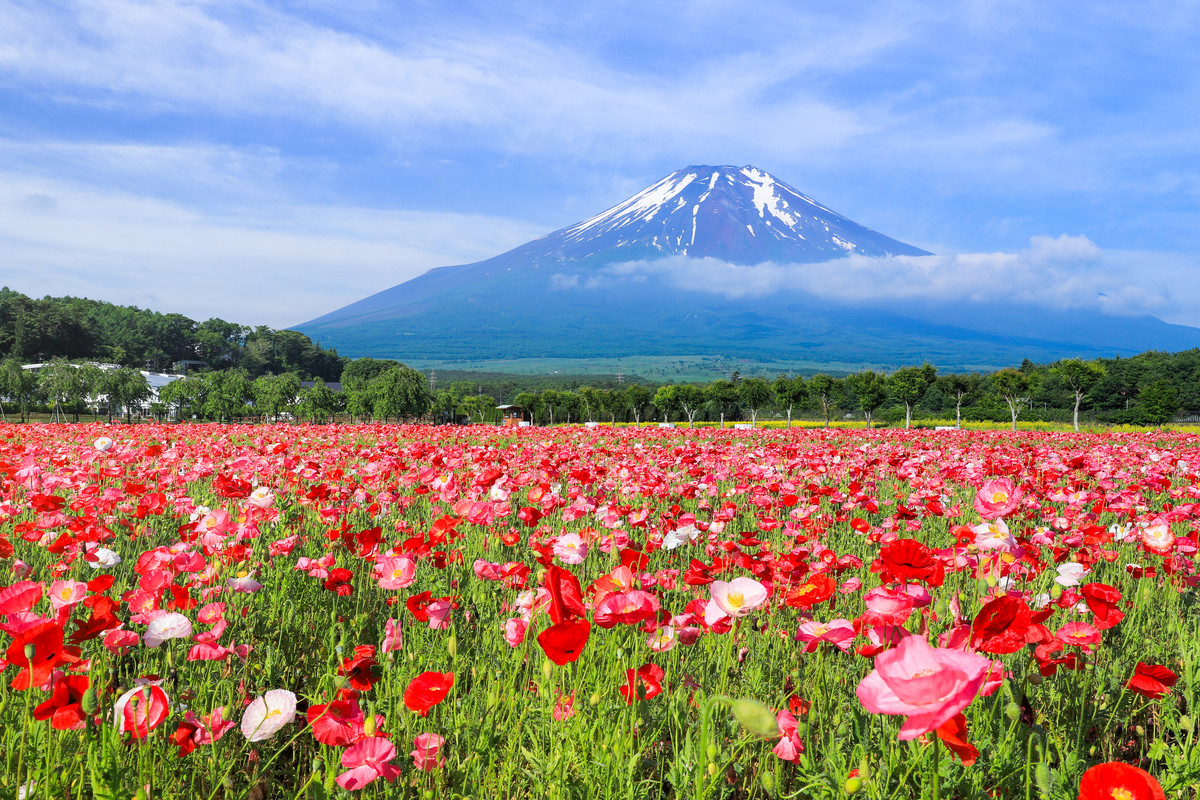 山中湖花の都公園