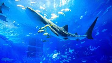 観光スポット / 8