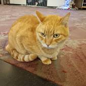 紀州温泉 雑賀の湯 双子島荘（和歌山県 旅館） / 3