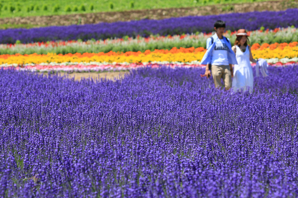 富良野の雄大な自然が織りなす風景やグルメをカップルで堪能4372898