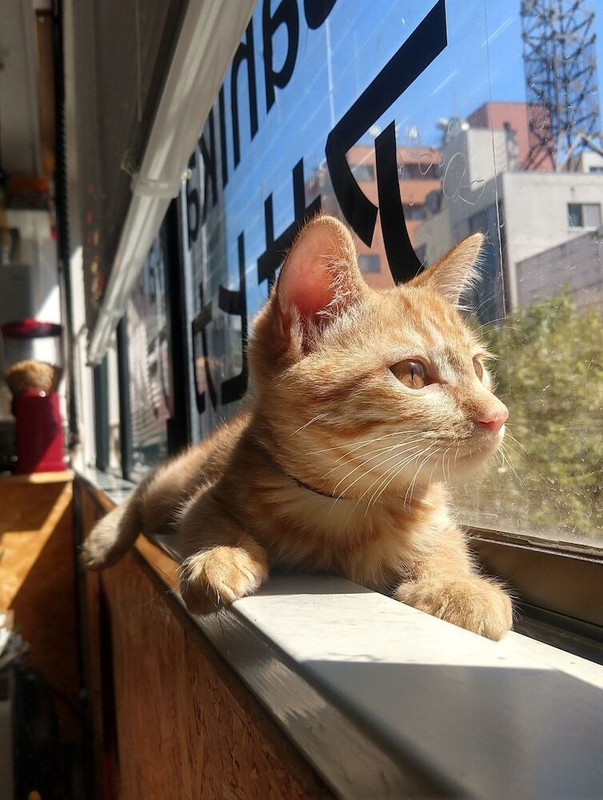 リビング エリア