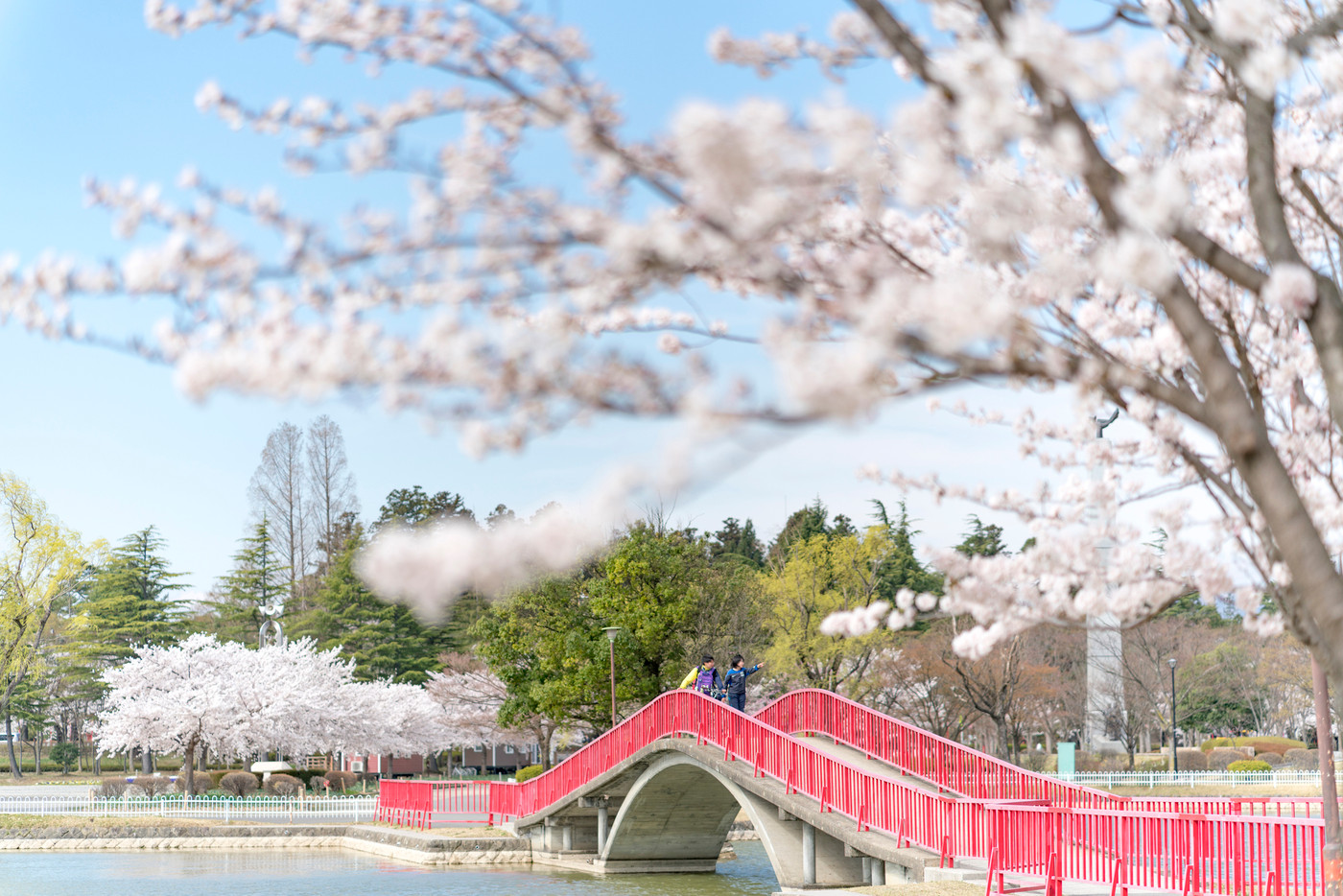 開成山公園の五十鈴湖に架かる赤い橋から満開の桜と伊勢神宮の分霊が奉納されている開成山大神宮を望む
