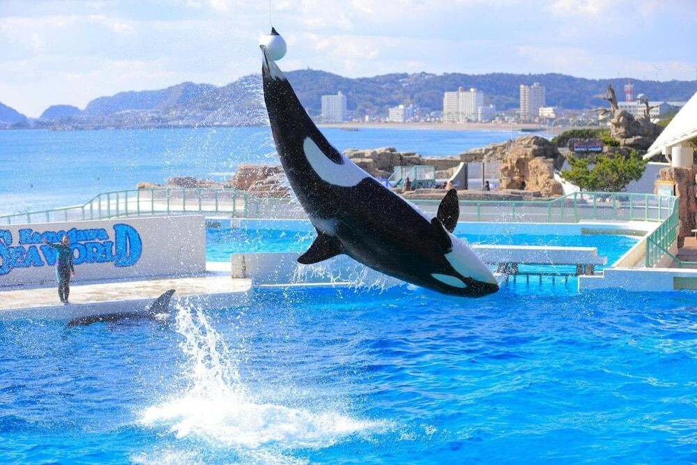 サーフィン 女性 海 海岸 鴨川市 東条海岸
