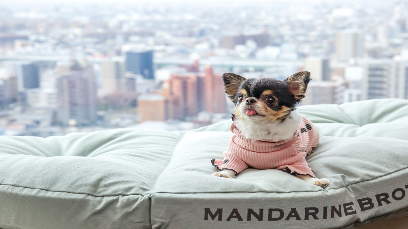 金山駅が目の前♪ドッグフレンドリープランでおしゃれにステイ4377535