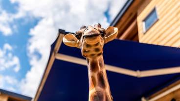 コテージのキリン / 20