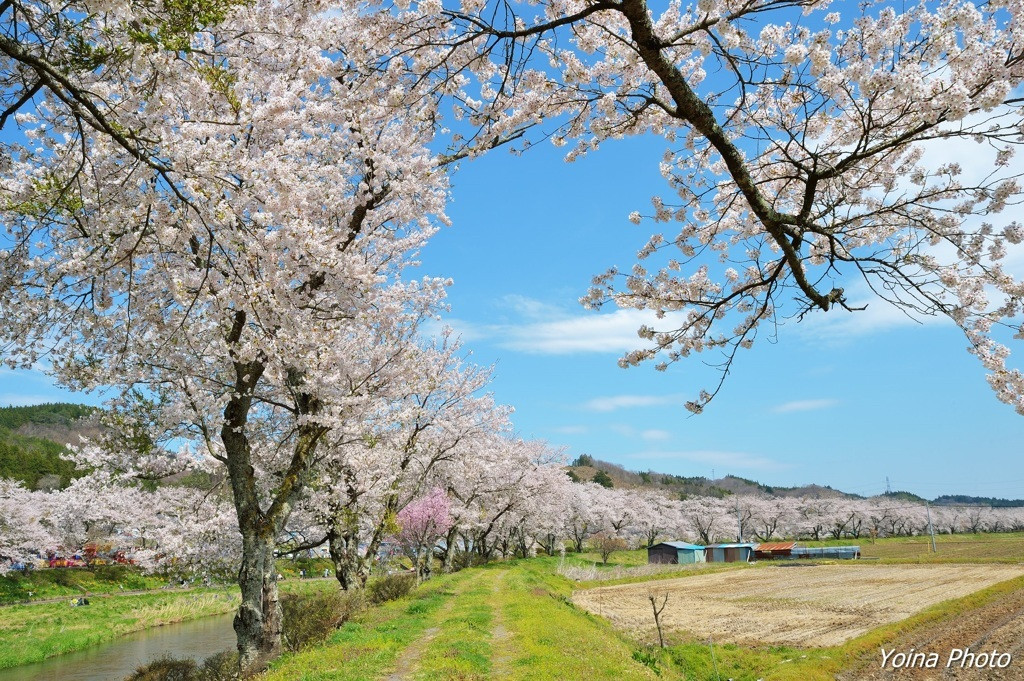 夏井千本桜(小野町)1563562