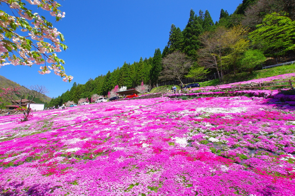 お城、盆踊り、水路、芝桜…いろんな魅力があふれる「郡上市」3845278